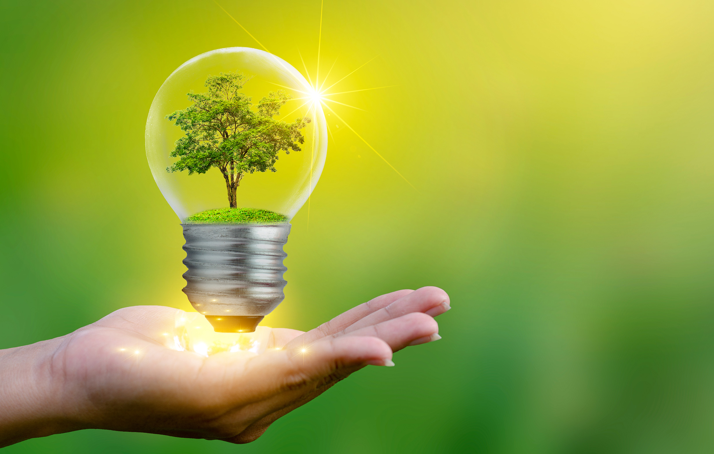 Energy - a tree growing in a light bulb