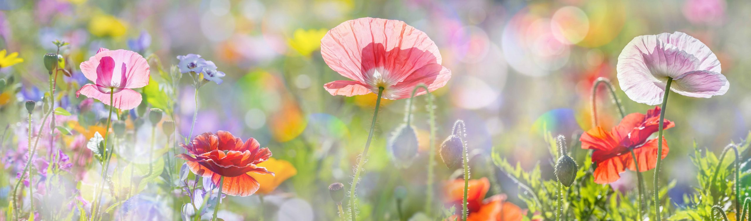 Wild flowers in the sunshine