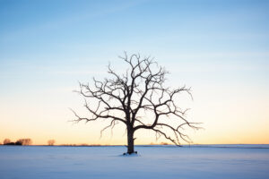 barren tree in a snowy landscape